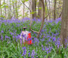 Spring O